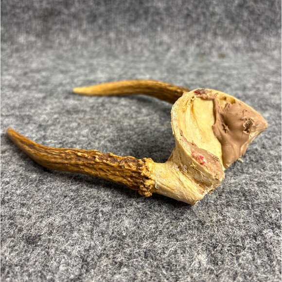 Vintage Deer Antler European Mount #8 - Picture 2 of 5